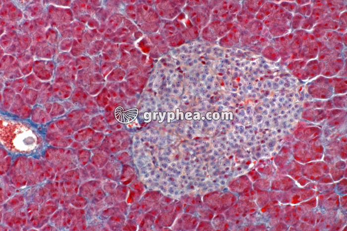 Pancréas endocrine (avec ilot de Langerhans) x70 - gryphea.org
